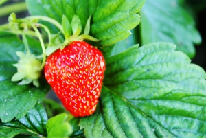 Fruitabonnement Tuinderij de Elzenkamp