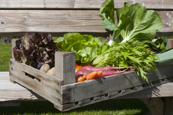 Groenteabonnement Tuinderij de Elzenkamp