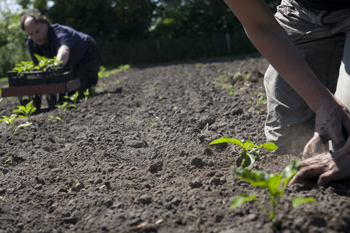 Vrijwilligerswerk Tuinderij de Elzenkamp