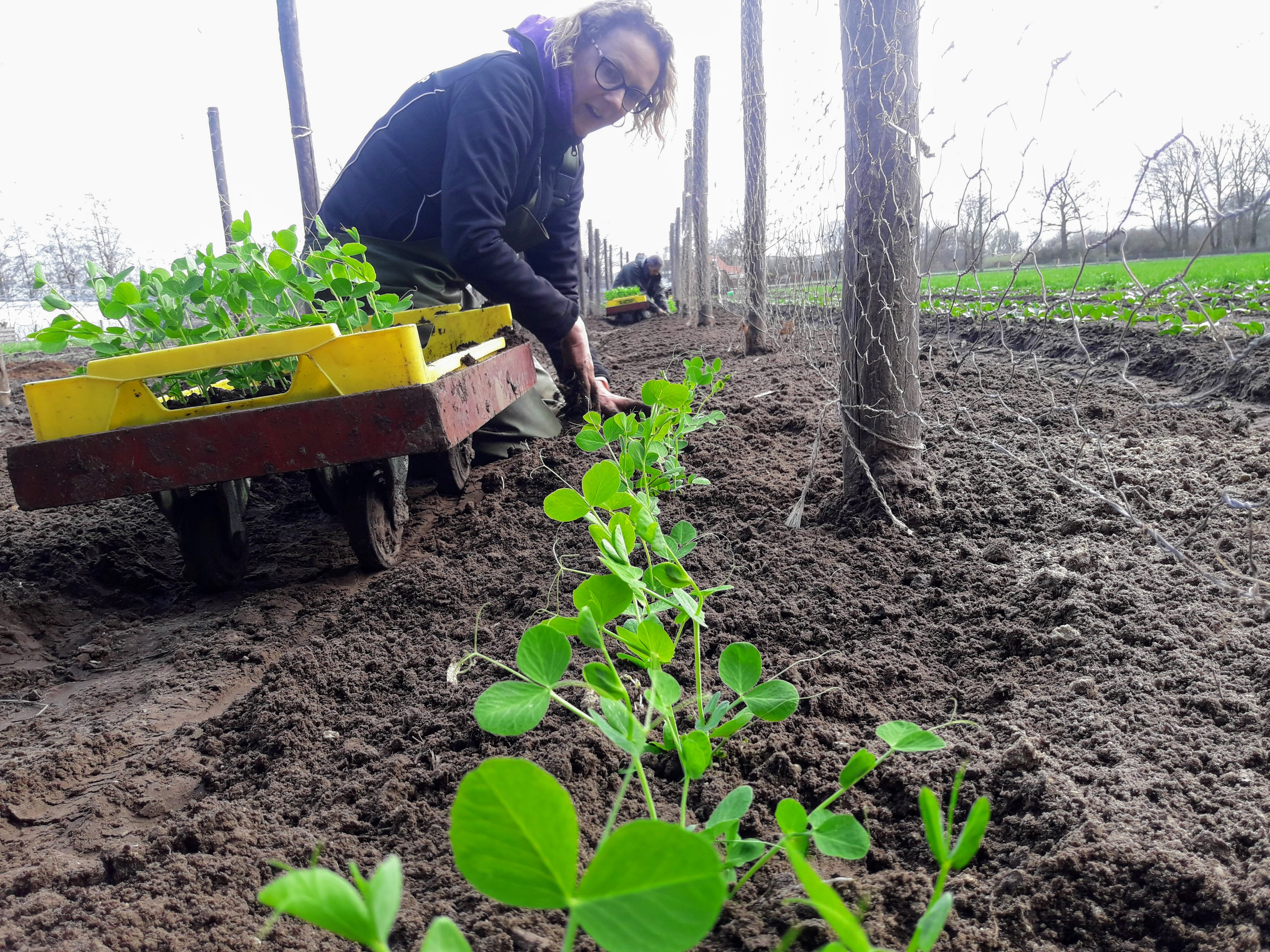 Biologische Tuinderij de Elzenkamp Peultjes
